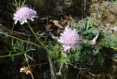 Scabiosa columbaria
