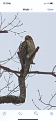 Accipiter cooperii