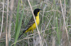 Motacilla flava feldegg