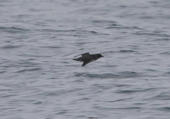 Ptychoramphus aleuticus