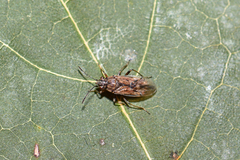 Nysius
