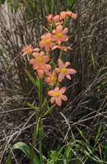 Moraea miniata