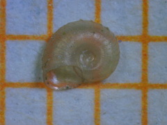 Gyraulus crista