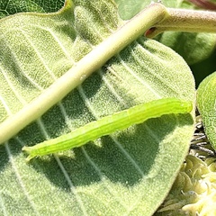Scoliopteryx libatrix