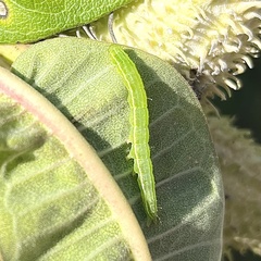 Scoliopteryx libatrix