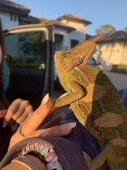 Chamaeleo calyptratus
