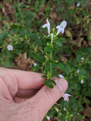 Clinopodium carolinianum