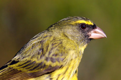 Crithagra scotops umbrosa