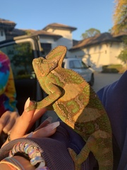Chamaeleo calyptratus