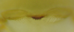 Geophilus regnans