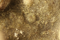 Hawksworthiana peltigericola
