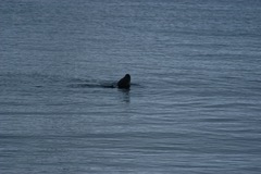 Hydrurga leptonyx