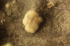 Hawksworthiana peltigericola
