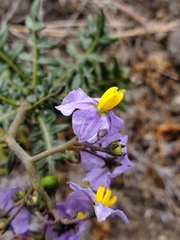 Solanum pinnatum