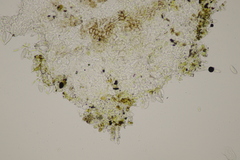 Hawksworthiana peltigericola