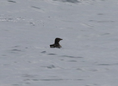 Cerorhinca monocerata