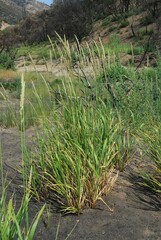 Leymus cinereus