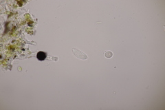Hawksworthiana peltigericola