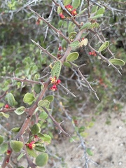 Castela peninsularis