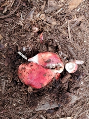 Russula rhodocephala