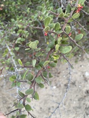 Castela peninsularis
