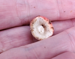 Russula rhodocephala