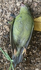 Chiroxiphia caudata