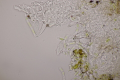 Hawksworthiana peltigericola