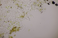 Hawksworthiana peltigericola
