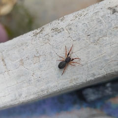 Trachelopachys