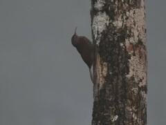 Lepidocolaptes souleyetii