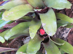 Aechmea miniata