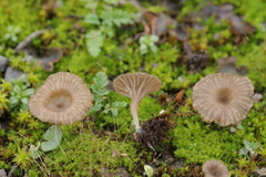 Arrhenia rickenii