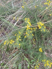 Ulex parviflorus