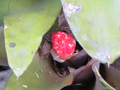 Aechmea miniata