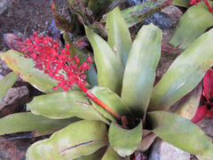 Aechmea miniata