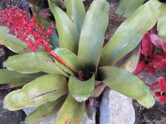 Aechmea miniata