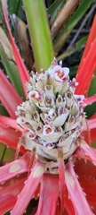 Bromelia balansae