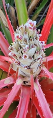 Bromelia balansae