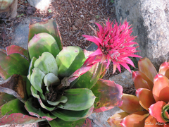 Aechmea fasciata