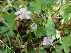Geranium richardsonii