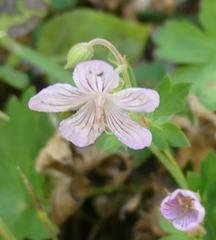 Geranium richardsonii