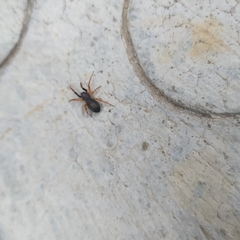 Trachelopachys