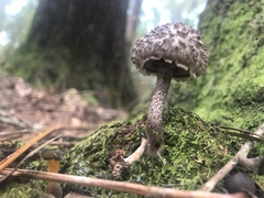 Strobilomyces strobilaceus image