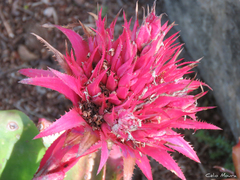 Aechmea fasciata