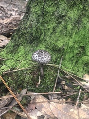 Strobilomyces strobilaceus image