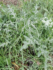 Galactites tomentosus