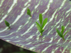Phoradendron quadrangulare
