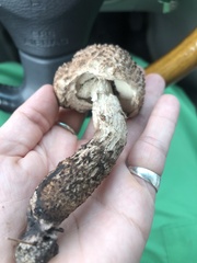 Strobilomyces strobilaceus image