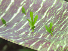 Phoradendron quadrangulare
